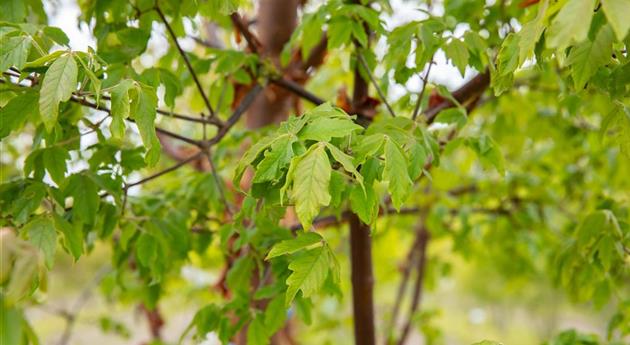 Laubgehölze kaufen und den Garten zum Leuchten bringen