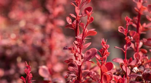 Berberis thunbergii 'Orange Rocket'®