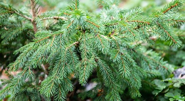 Picea abies 'Maxwellii'