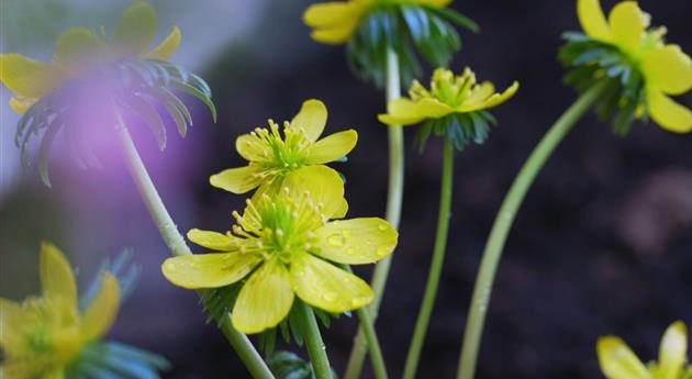 Winterling - Einpflanzen im Garten