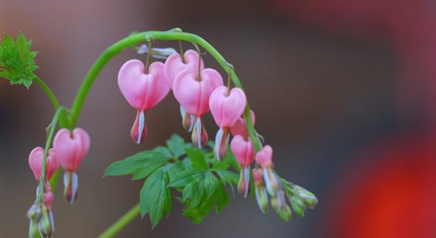 Tränendes Herz - Einpflanzen im Garten