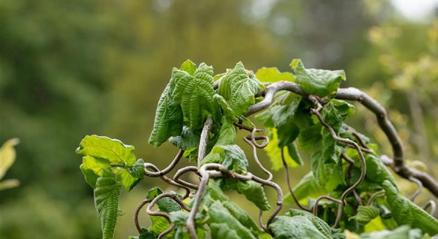 Beliebte Laubgehölze für den eigenen Garten