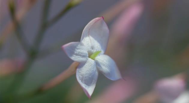 Zimmerjasmin - Einpflanzen in ein Gefäß