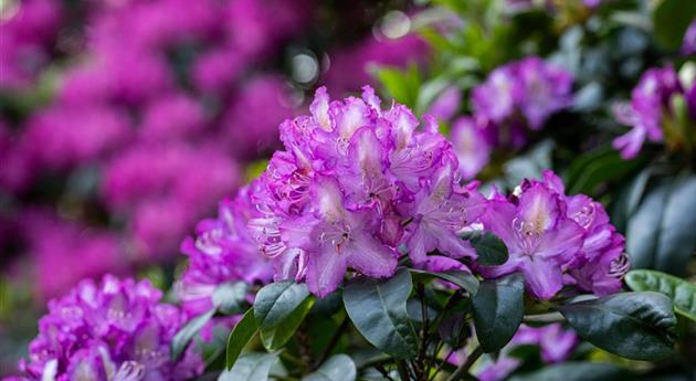 Rhododendron pflegen – So bleibt der Blütenstrauch gesund