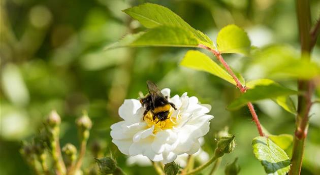 Hummel auf Rosenblüte