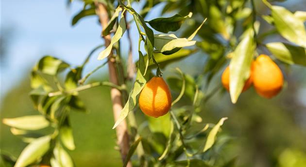 Wie ein Mediterraner Garten entsteht