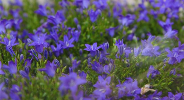 Glockenblume - Einpflanzen in den Garten