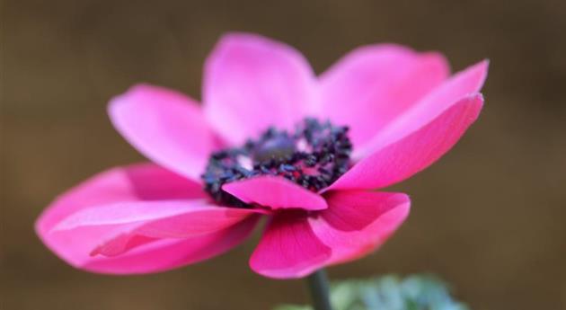 Kronen-Anemone - Einpflanzen im Garten