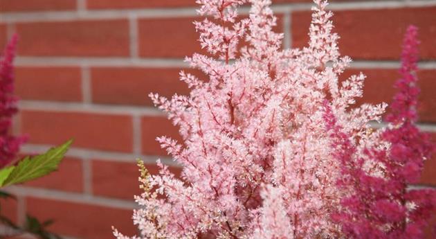 Astilbe - Einpflanzen im Garten