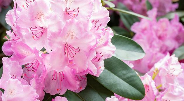 Rhododendronarten und -sorten – Die schönsten Kandidaten