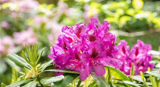 Gartengestaltung mit Rhododendren – So entsteht ein Blütenmeer