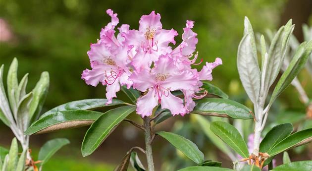 Rhododendron viscosum 'Millenium'