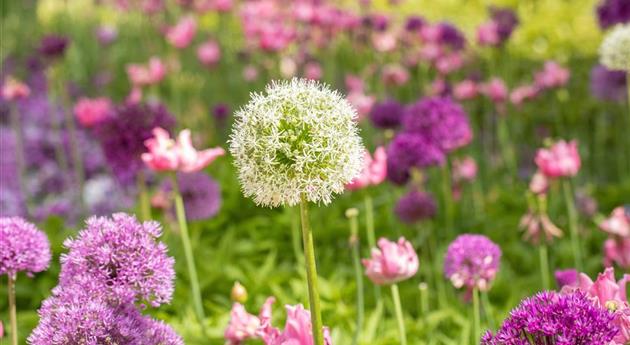 Bunte Vielfalt durch die Gartengestaltung mit Blumenzwiebeln