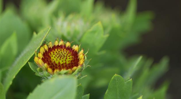 Kokardenblume - Einpflanzen im Garten