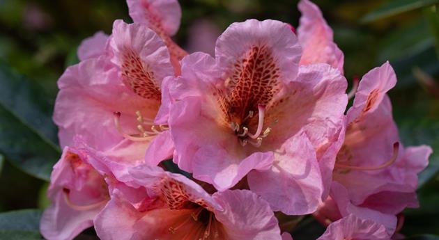 Rhododendron augustinii