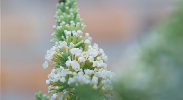 Sommerflieder - Einpflanzen im Garten