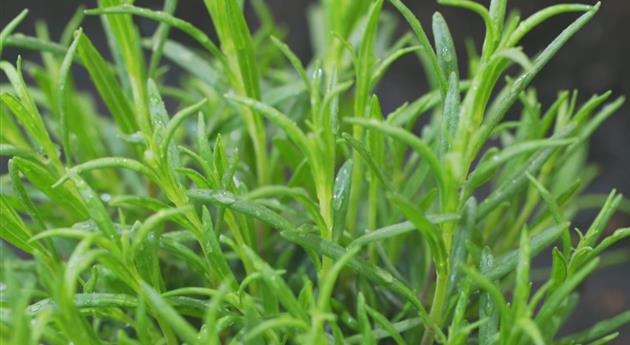 Lavendel - Einpflanzen im Garten