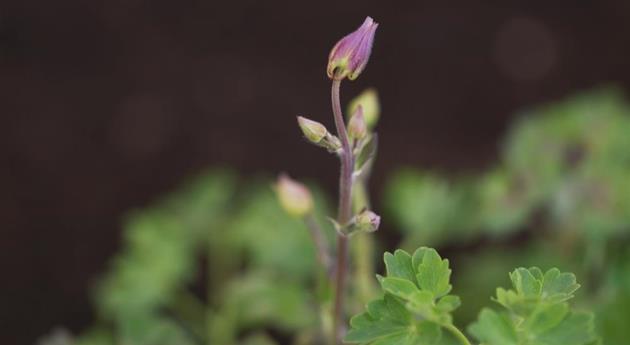 Akelei - Einpflanzen im Garten