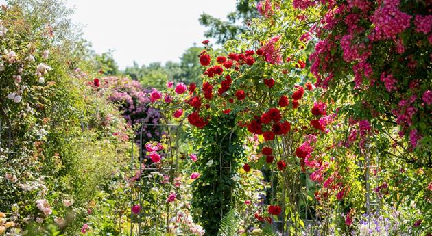 Tipps für einen Rosengarten