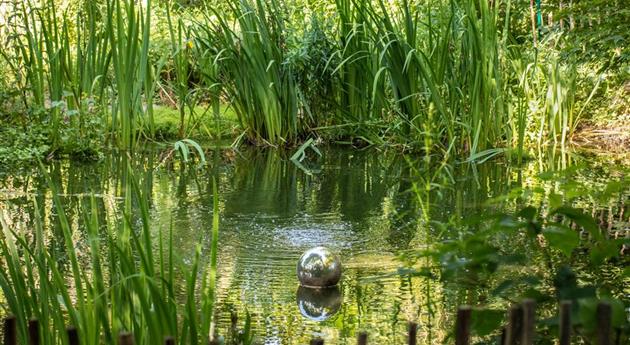 Wasserpflanzen zurückschneiden und damit jung halten