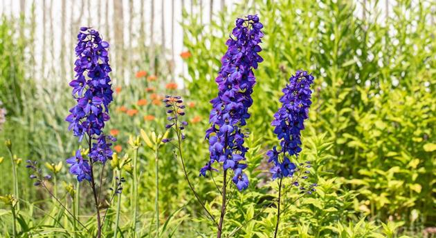 Rittersporn als blühendes Highlight im sommerlichen Garten