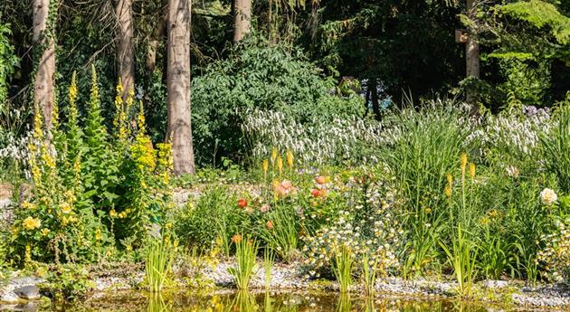 Wasserpflanzen und was sie im Teich so besonders macht