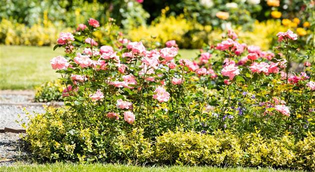 Bezaubernde Gartengestaltung mit Beetrosen entdecken