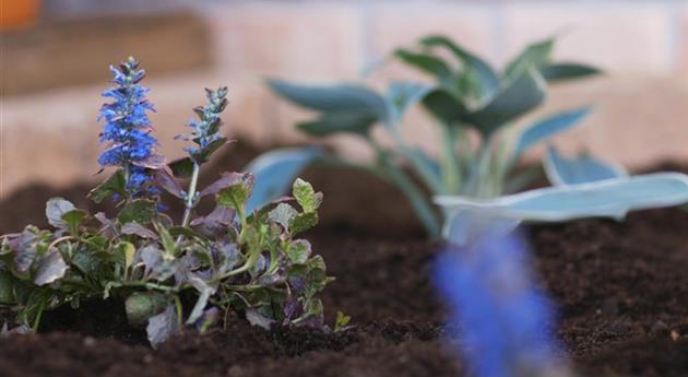 Kriechender Günsel - Einpflanzen im Garten