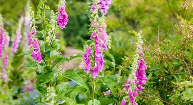 Stauden einpflanzen und den Garten neu gestalten