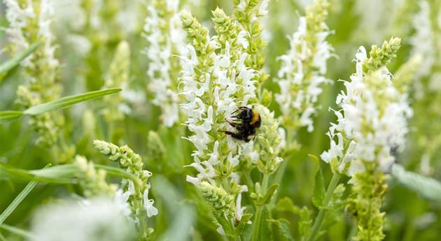 Stauden kaufen und den Garten so schön wie nie erleben