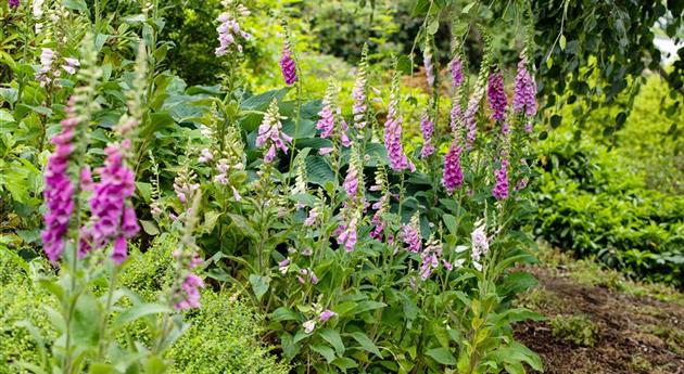 So wird’s richtig bunt - Stauden für jeden Standort im Garten