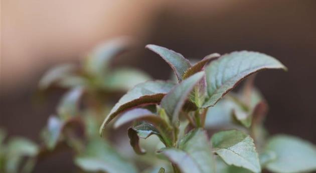 Minzblättrige Indianernessel - Einpflanzen im Garten