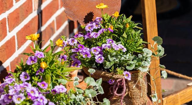 Beet- und Balkonpflanzen pflegen und bunte Blüten bewundern