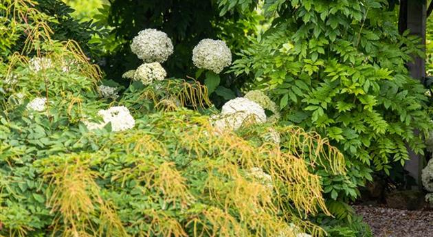 Laubengang im Garten