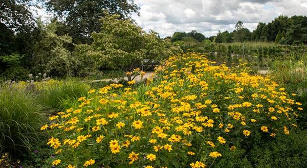 Helianthus decapetalus