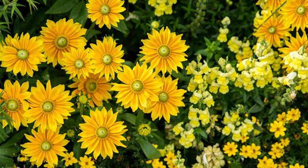 Rudbeckia hirta