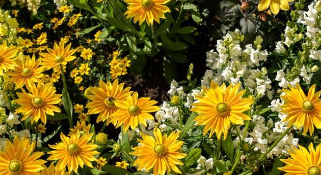 Rudbeckia hirta