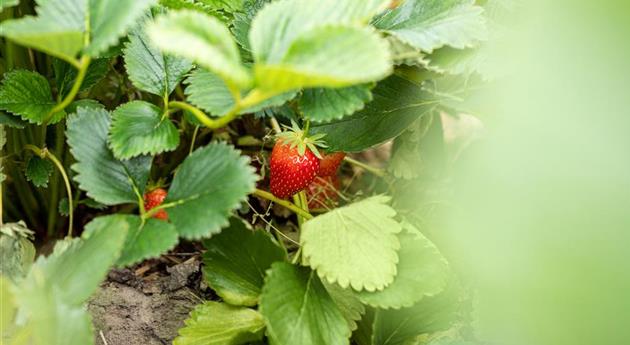 Erdbeere am Strauch