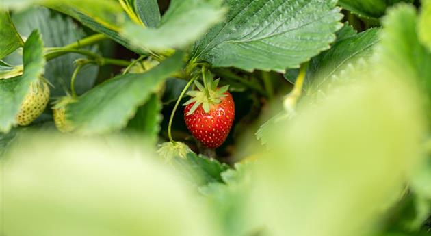 Erdbeere am Strauch