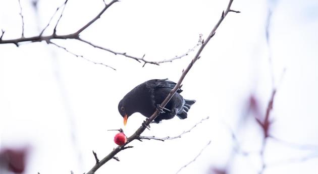 Gehölze als Nahrungsquelle für Vögel pflanzen