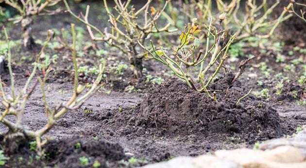 Winterschutz für Rosen - Erdhügel