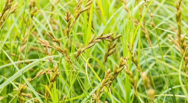 Carex sylvatica