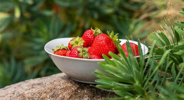 Erdbeeren in Schale