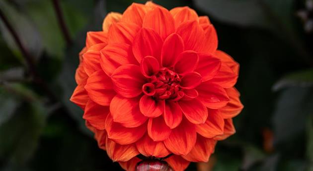 Dahlia 'Ellen Huston'