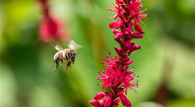 Bienenfreundliche Balkonpflanzen für Bienensnacks in der Stadt