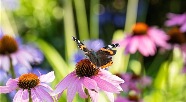 Die 10 schönsten Sommerblumen für den Garten