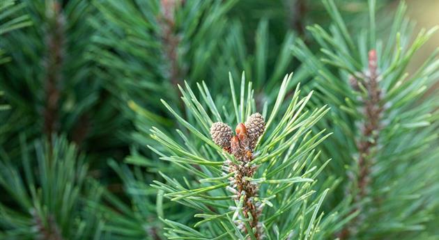 Die passenden Nadelgehölze für jeden Standort im Garten