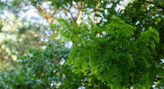 Nadelgehölze einpflanzen und den Garten immergrün gestalten