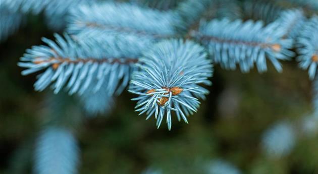 Gartengestaltung mit Nadelgehölzen – Ein immergrüner Garten