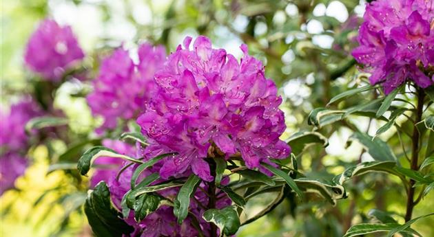 Immer gut in Form – Rhododendron zurückschneiden